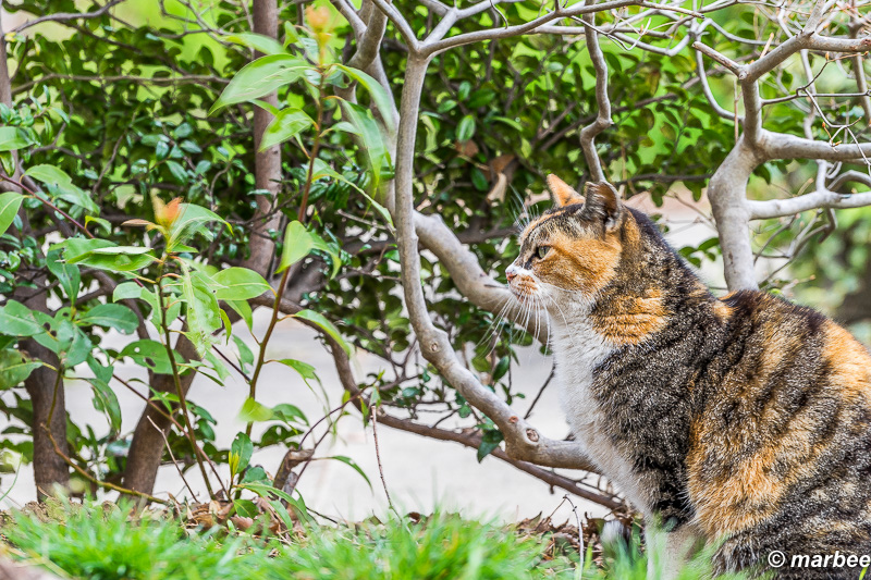 2016年3月29日のニャンコ5