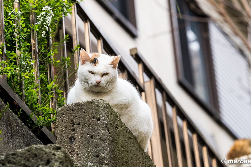 2016年3月29日のニャンコ7