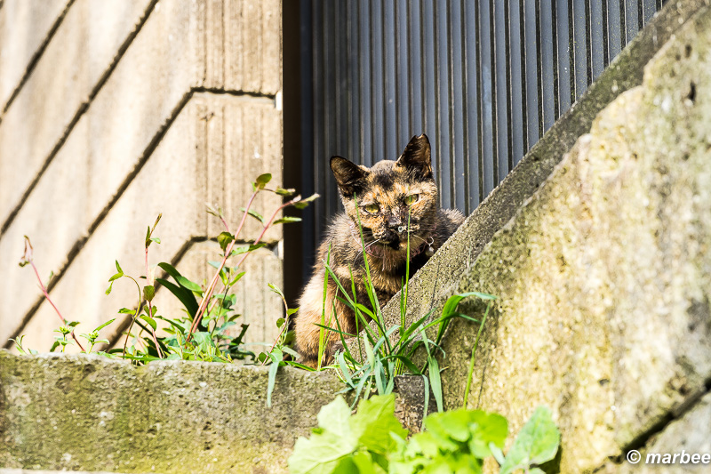 2016年3月29日のニャンコ8