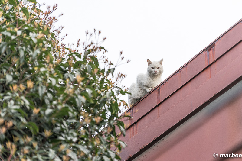 2016年3月29日のニャンコ9