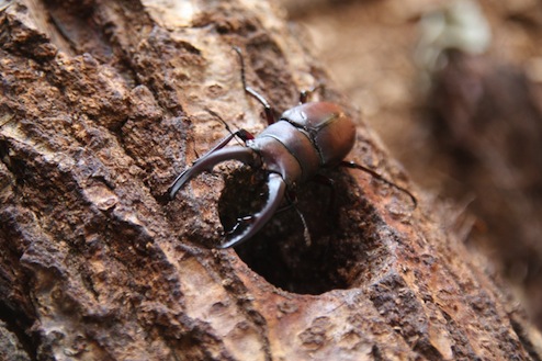 クワガタ クワガタ