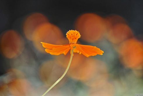 キバナコスモスレタッチ版 キバナコスモスレタッチ版