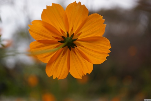 キバナコスモス