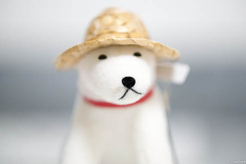 お父さん犬ISO1600