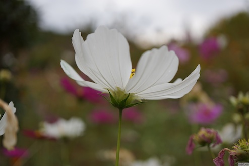 白いコスモス