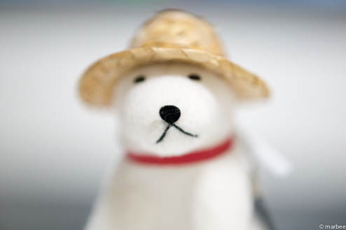 お父さん犬ISO800