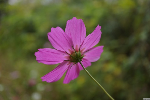 ピンク色のコスモス