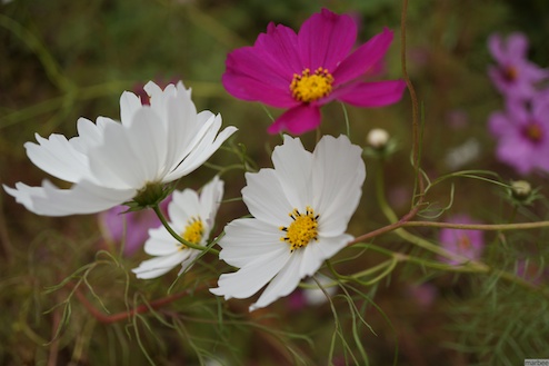 コスモス