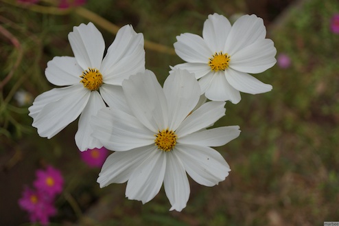 コスモス