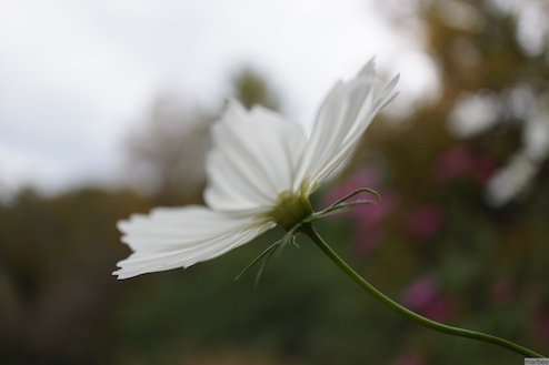 白いコスモス