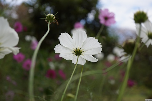 コスモス