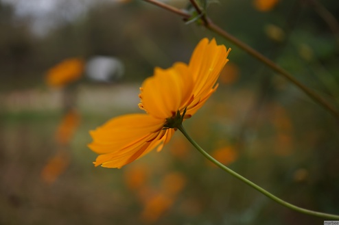 キバナコスモス