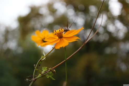 キバナコスモス