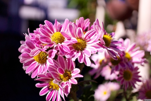 ピンク色の花