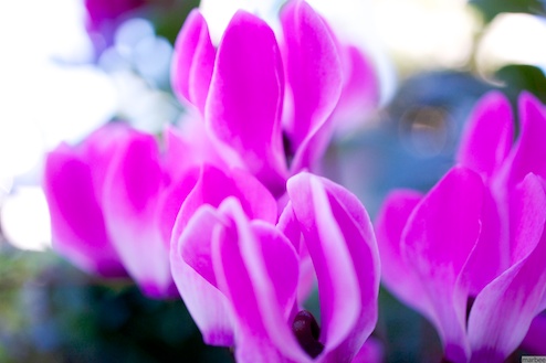 ピンク色の花