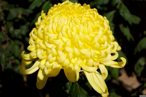 菊？