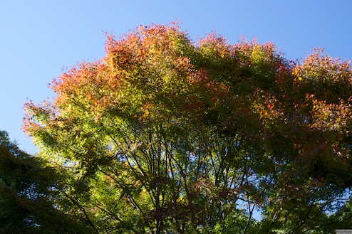 赤くなり始めた紅葉