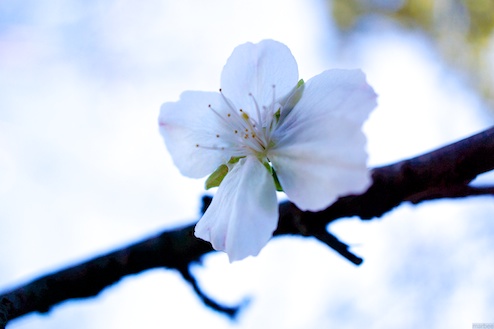 十月桜