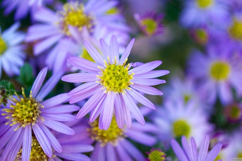 紫色の花