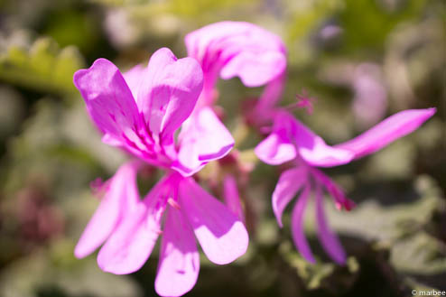 パインゼラニュウム