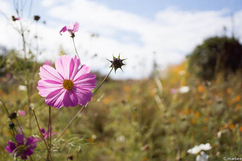 コスモス