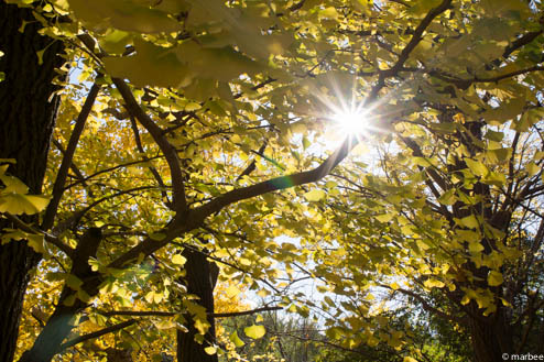 銀杏の木