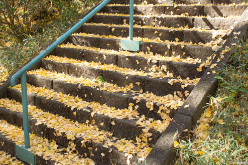 銀杏の階段