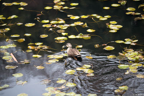 池と鴨