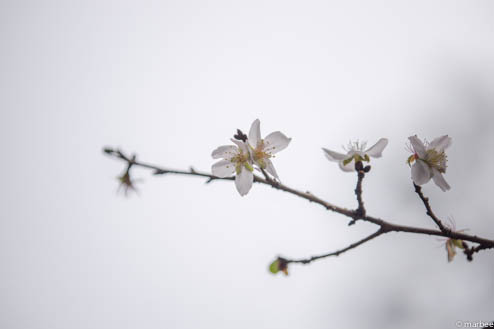 冬桜