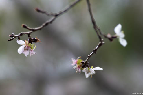 冬桜
