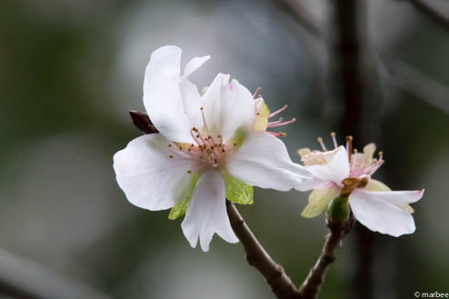 冬桜
