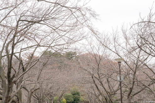 枯れ木のトンネル