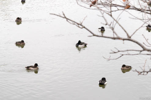 池と鴨