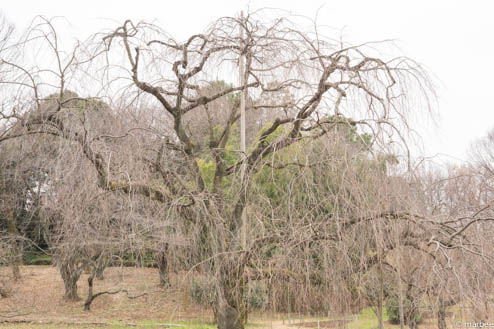 冬の紅枝垂れ桜
