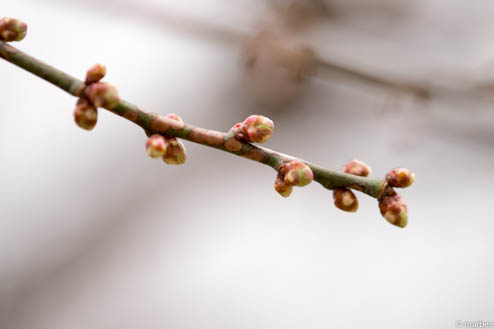 梅の芽
