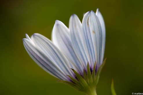 オステオスペルマム