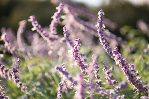 ラベンダー