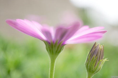 オステオスペルマム