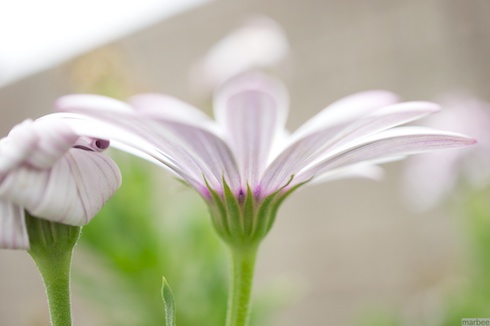 オステオスペルマム