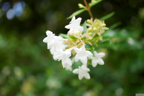 キヨミズイボタ