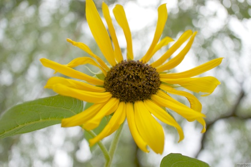 地上近くに咲いていたひまわりを更に下から見上げるように撮影