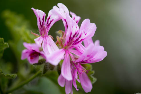 パインゼラニュウム