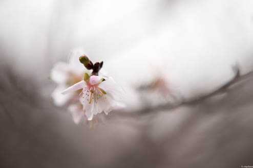 冬桜