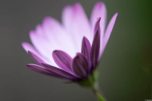 オステオスペルマム