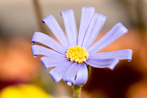 ブルーデージー