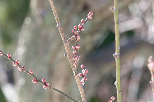 梅の蕾
