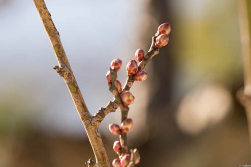 梅の芽