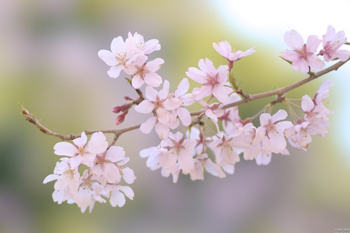 染井吉野 染井吉野