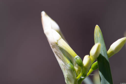 水仙の芽