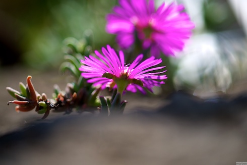 知らない花 知らない花
